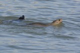 Lion de mer (California sea lion) Zalophus californianus