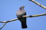 Pigeon biset (Rock pigeon) Columba livia