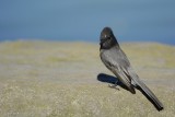 Moucherolle noir (Black Phoebe) Sayornis nigricans