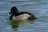 Fuligule à collier (Ring-necked duck) Aythya collaris