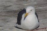 Goéland d'Audubon (Western gull) Larus occidentalis