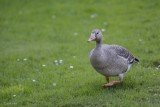 Oie Rieuse (Greater White-fronted Goose) Anser albifrons