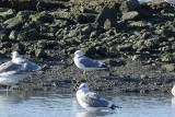 Goéland cendré (Mew gull) Larus canus