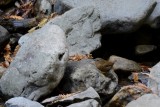Famille Troglodytidae-Troglodytes