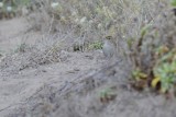 Genre/Genus Zonotrichia