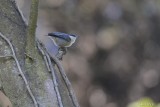 Famille Sittidae-Sittelles