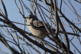 Moqueur polyglotte (Northern Mockingbird) Mimus polyglottos