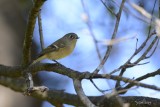 Roitelet à couronne rubis (Ruby-crowned Kinglet) Regulus calendula