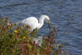 Aigrette neigeuse (Snowy egret) Egretta thula