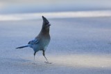 Geai de Steller (Steller's Jay) Cyanocitta steller