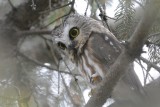 Petite nyctale (Northern Saw-whet Owl) Aegolius acadicus