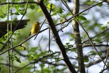 Paruline à calotte noire (Wilson's warbler)