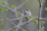 Troglodyte familier (House wren)