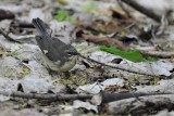 Paruline bleue, femelle (Black-throated blue warbler)