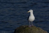 Goland dAudubon (Western gull) Larus occidentalis