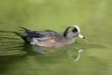 Canard d'Amérique (American wigeon)
