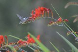 Colibri à gorge rubis (Ruby-throated hummingbird)