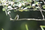 Colibri (Hummingbird)
