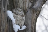 Chouette rayée (Barred owl)