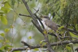 Coulicou à bec jaune (Yellow-billed cuckoo)