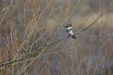 Alcedinidae