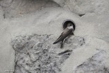 Famille Hirundinidae-Hirondelles