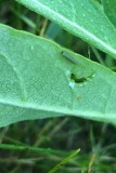 Papillon monarque  Danaus plexippus  Chenille 1st instar