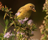 Lesser Goldfinch f