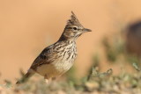 Crested Lark    Spain