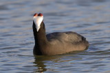 Red-knobbed Coot   Spain