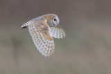 Barn Owl    England