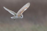 Barn Owl    England