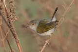 Grey-backed Cameroptera