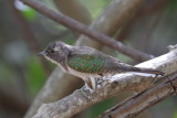 Klaas's Cuckoo