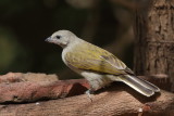 Lesser Honeyguide