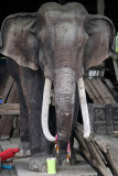 wooden elephant.jpg