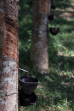 rubber trees.jpg