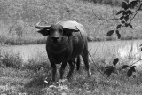 water buffalo.jpg
