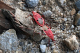 red beetles.jpg
