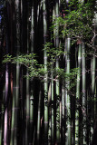 bamboo stand.jpg