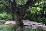 creek and tree.jpg