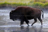 Yellowstone NP - Buffalos, Mud Volcano, Sulfur Cauldron, and the Cascade Lake trail