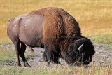4609 - Grand Teton and Yellowstone NP road trip 2019 - IMG_6567 DxO Pbase.jpg