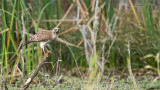 Red-shouldered hawk Hunting