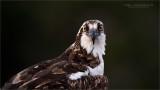 Osprey portrait with my Swarovski Scope