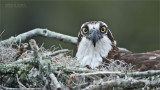 Osprey portrait with a Swarovski Scope