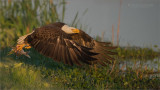 Bald Eagle with Stolen Breakfast