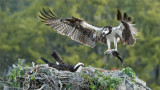 Osprey with Breakfast