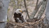 Bald Eagles Nest