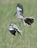 Mockingbirds in Battle